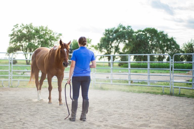 horse-pen-trainer-8434