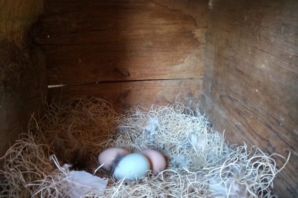 chicken-eggs-in-nest