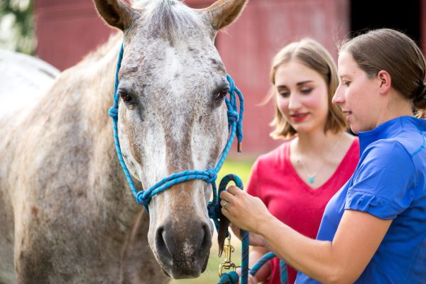 two-trainers-cream-horse-blue-halter-2793