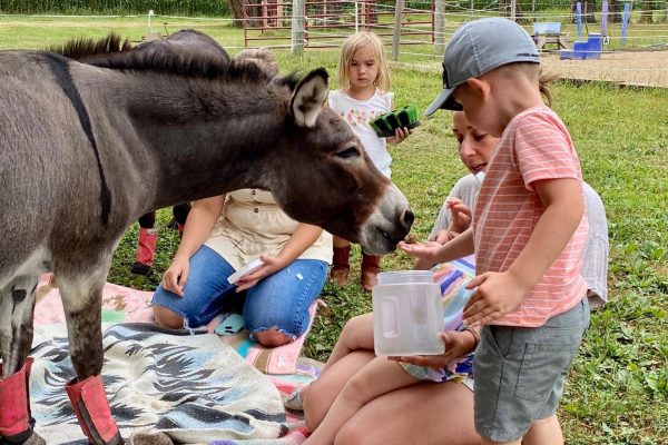 young-boy-feeding-donkey-ranch young-boy-feeding-donkey-ranch